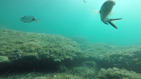 Enjoying the underwater scenery