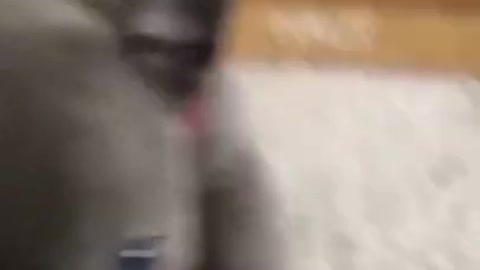 Try not to Laugh | Shorts funny dogs 2021