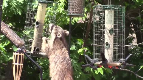 Raccoon Standup and looking for food