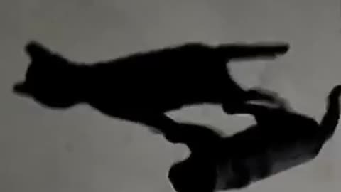 Shadow that has a black cat or vice versa