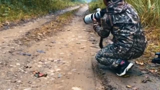 Tiger Photo shoot