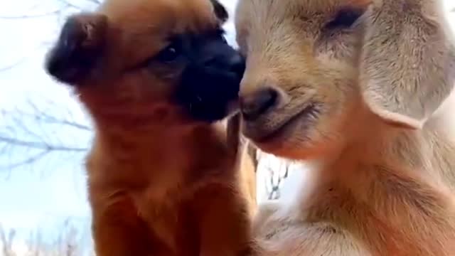 Beautiful Dog and Goat videos / funny dog video