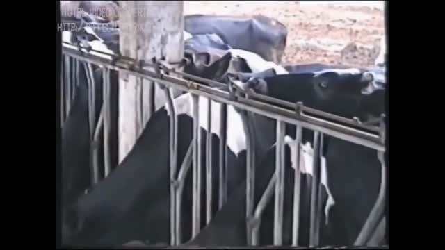 Funny Animal Videos - Smart Cow with Smartness Overloaded