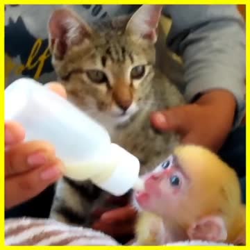 My lovely cate and Ani monkey together enjoy milk