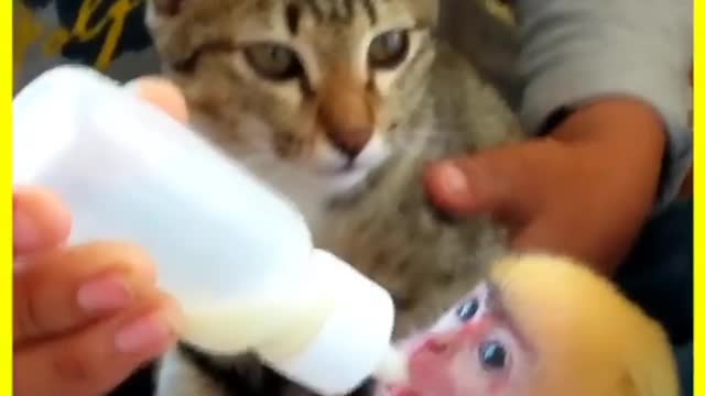 My lovely cate and Ani monkey together enjoy milk