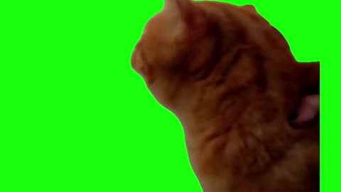 Cat Screaming No | Green Screen