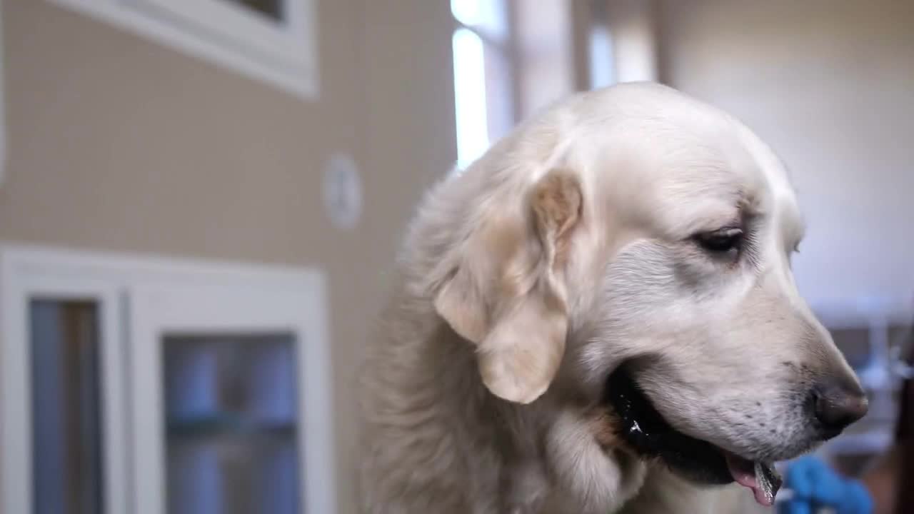 doctor with syringe and needle making an injection to dog's hip