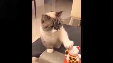 Cute And Funny Pets #1