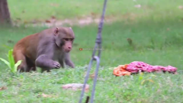 prank with monkey