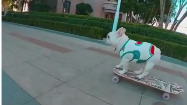 Can This Cute Dog Ride On A Skateboard Or Not