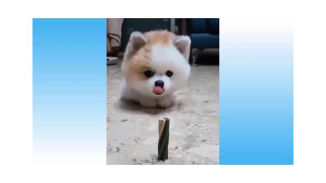 Top Funny Cats & Dogs #2