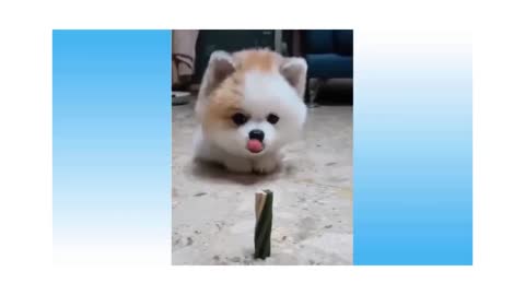 Top Funny Cats & Dogs #2