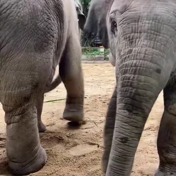 The 6-month-old elephant is very happy to play anything