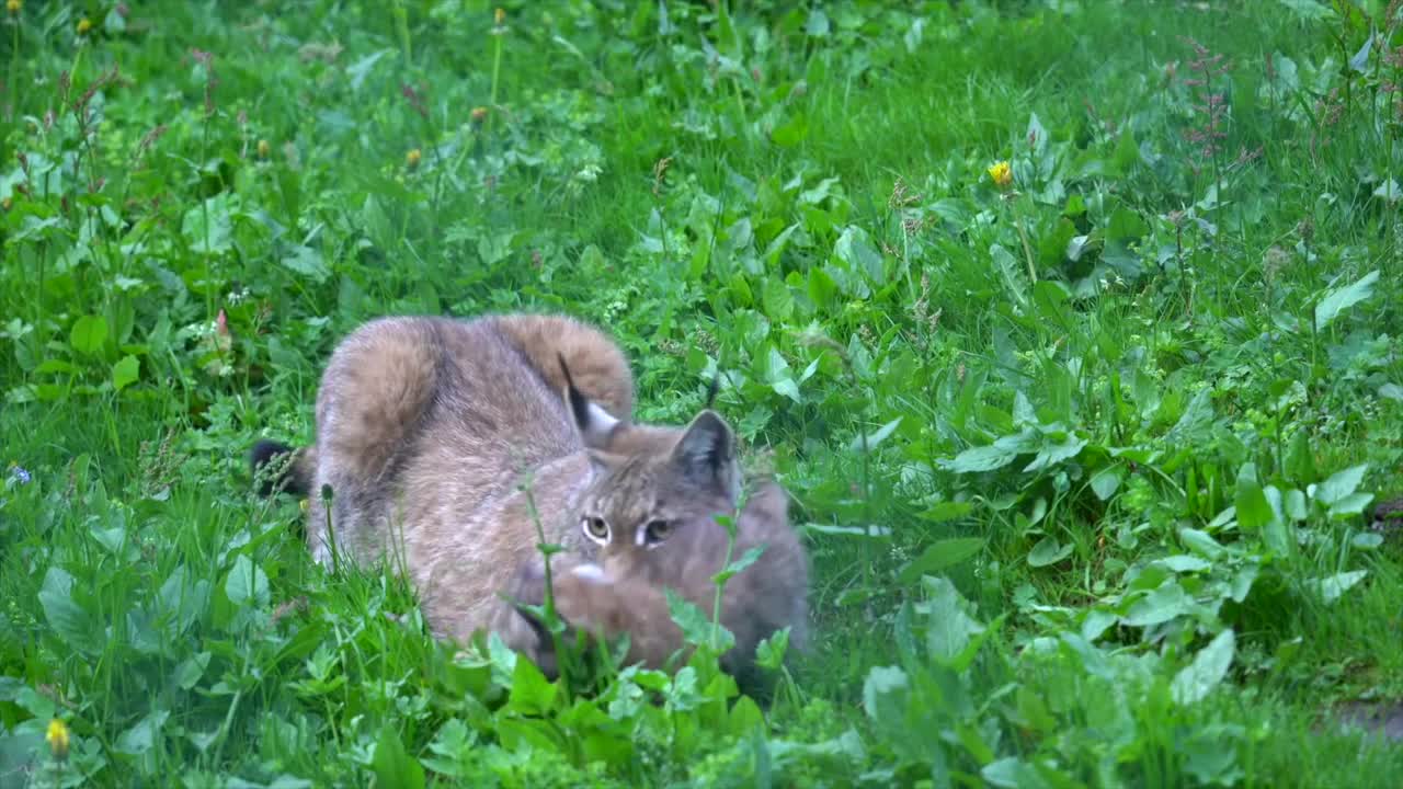 Baby Lynx - Wildife and adventure park Ferleiten