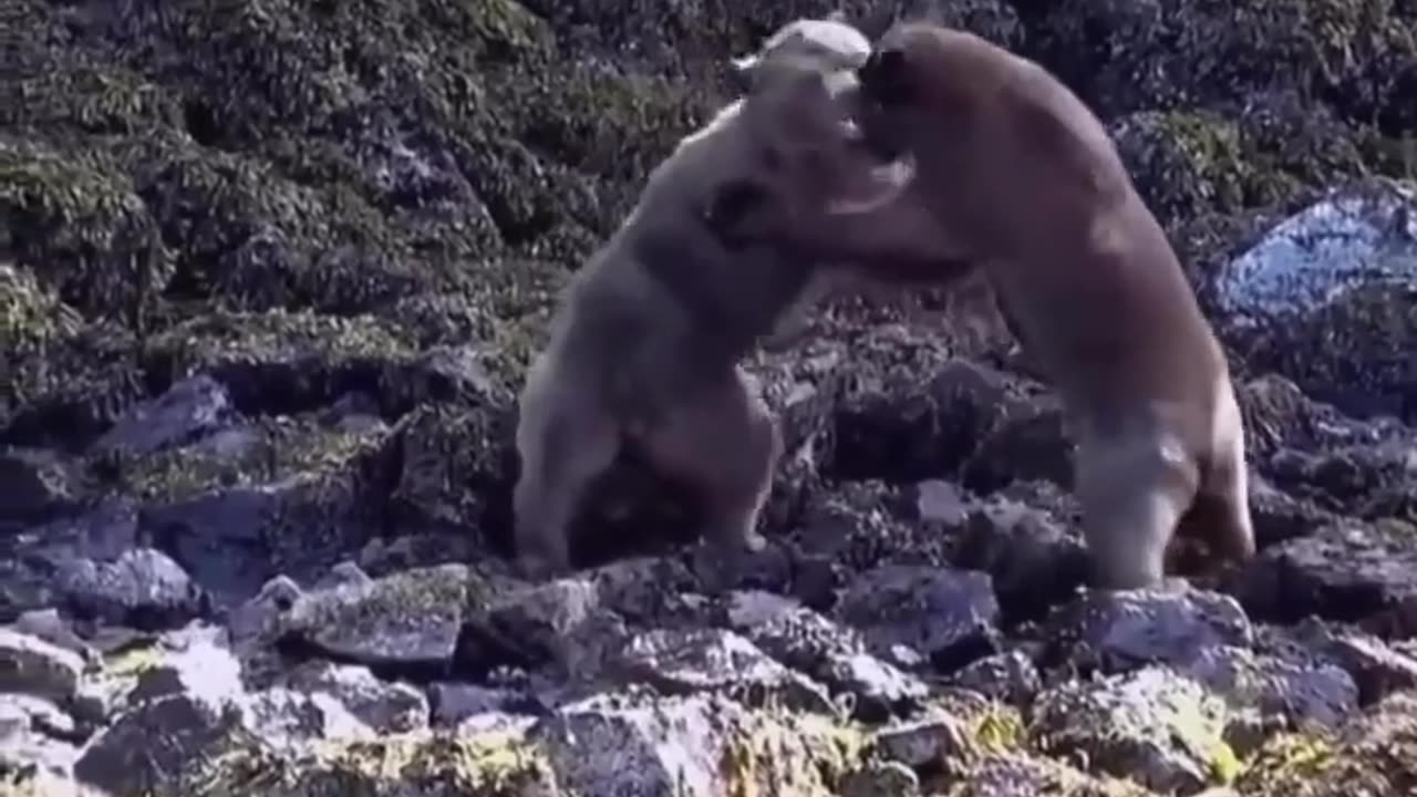 Clash of Titans: Brutal Bear Fight in the Wild 🐻⚔️🐻