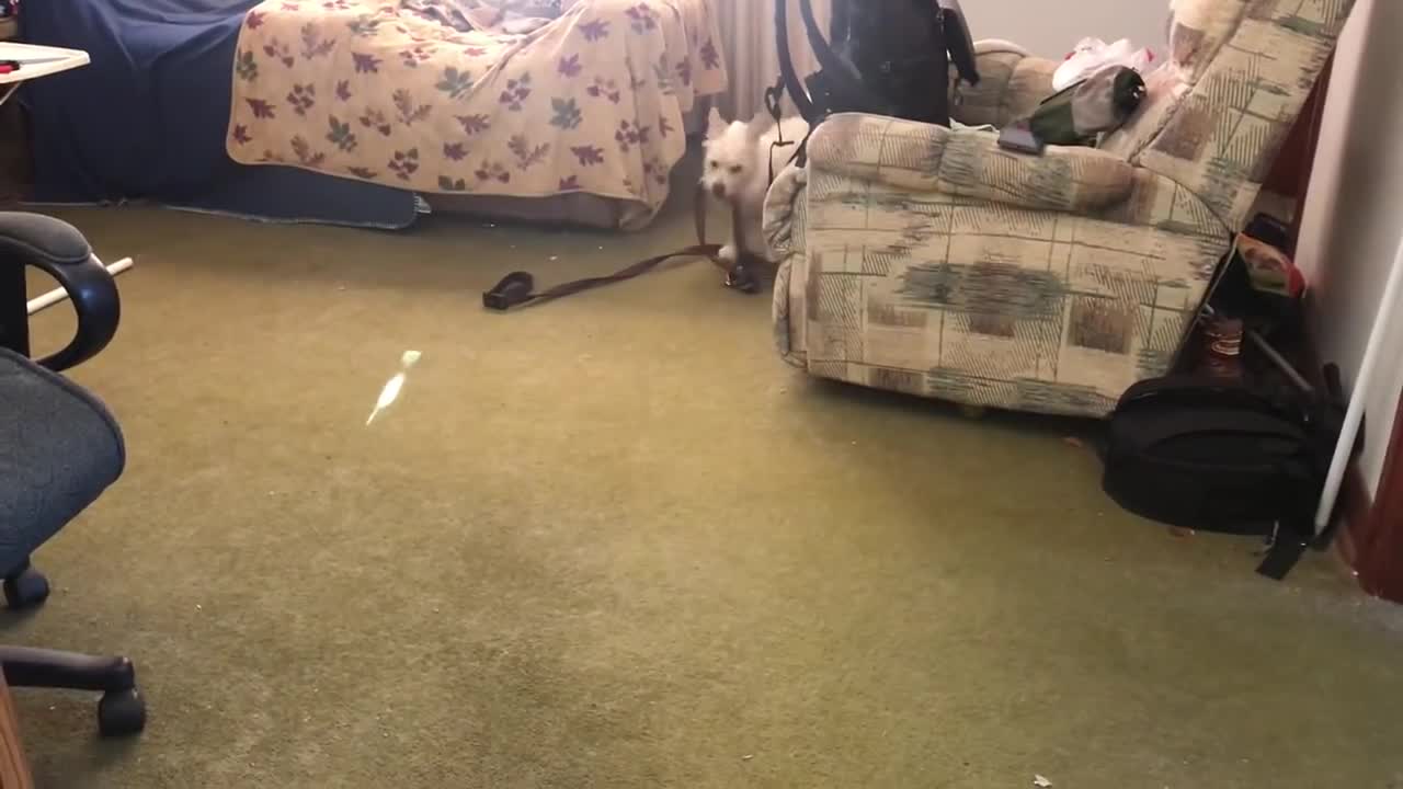 Dog fakes injured leg but recovers when suggested cannot go for walk