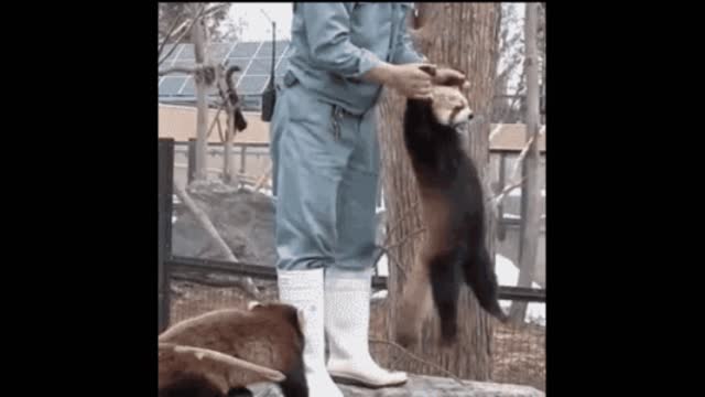 Gif video of man playing with animal in the park