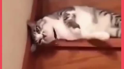 Funny cat video