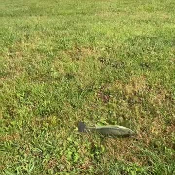 Bogart the Cardigan Welsh Corgi plays with fish