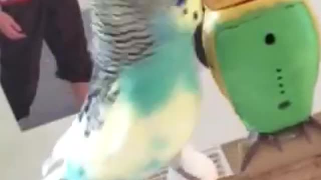 Frankenstein and Dr.Evil the budgies