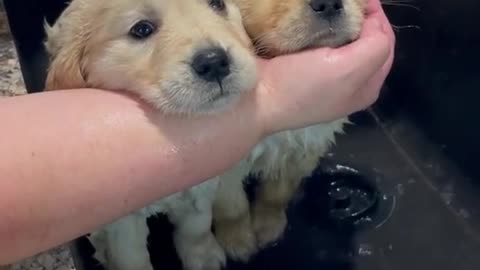 Puppies take a shower