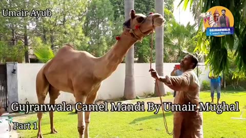 Dangerous Camel Out of control 😱