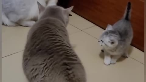 Cat fight