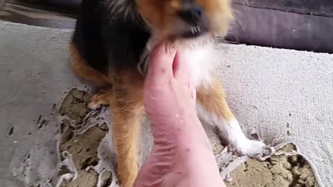 Cutest Terrier