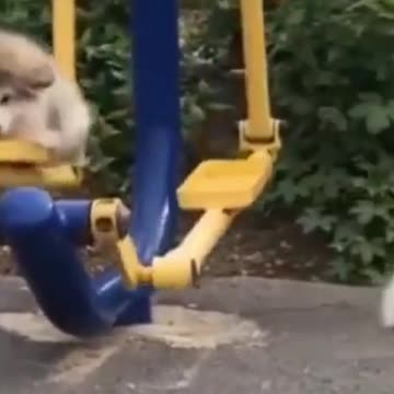 Cutest Kitty and Puppy best of compilation