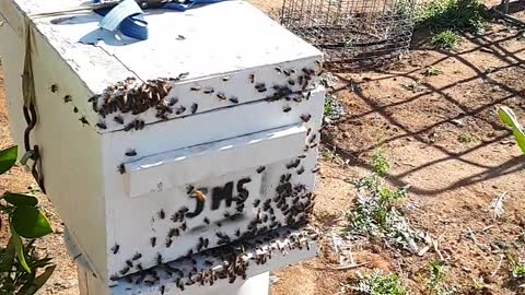 bee swar on my orange tree