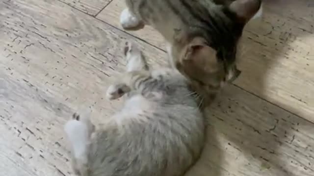 #funny cat doing funny