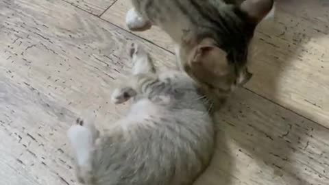 #funny cat doing funny
