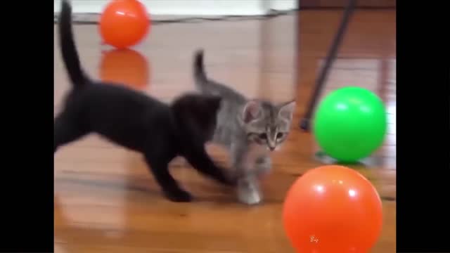 Cat Playing With Balloon