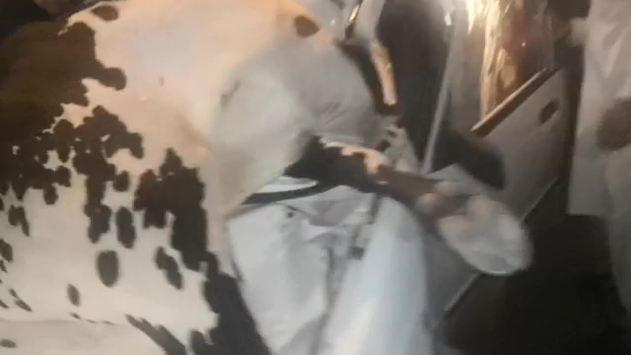 Eid 2020 Tragedy: Reflecting on the Cow-Car Collision Incident 🐄🚗