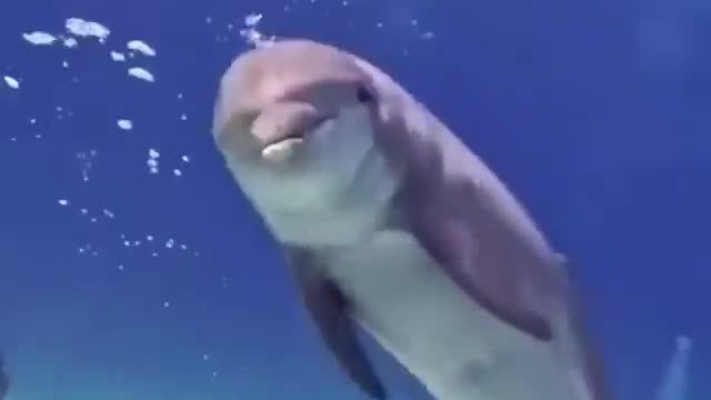 Playful dolphin