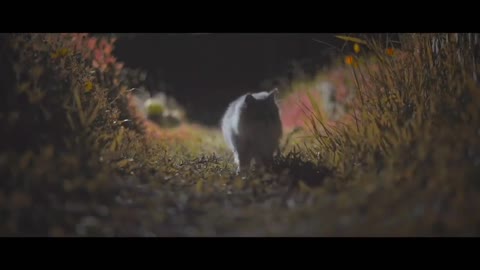 cat playing in the grass