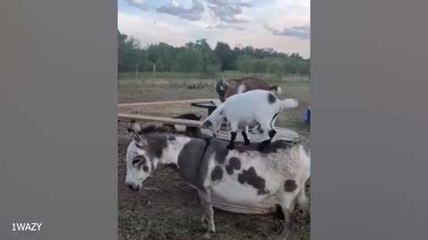 The Funniest Animal Videos of 2024 That Will Change Your Mood For Good