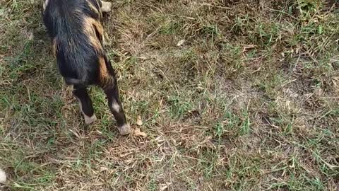 chewe and pig