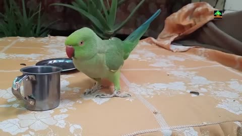 So Amazing Cute Voice Of Female Mago Ringneck Talking Parrot_p1