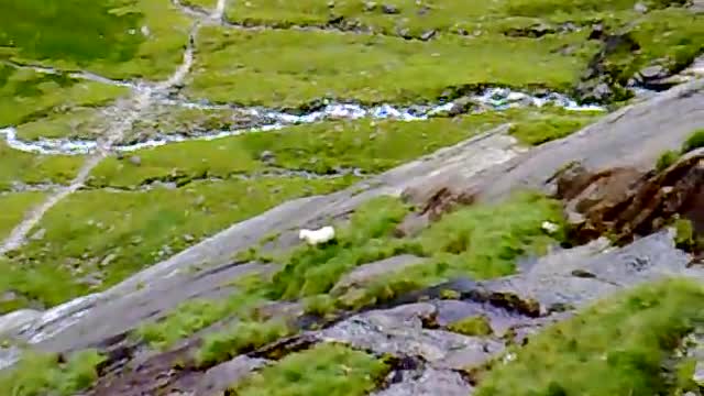 Sheep falling