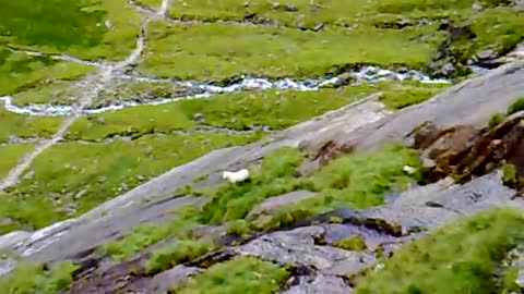 Sheep falling