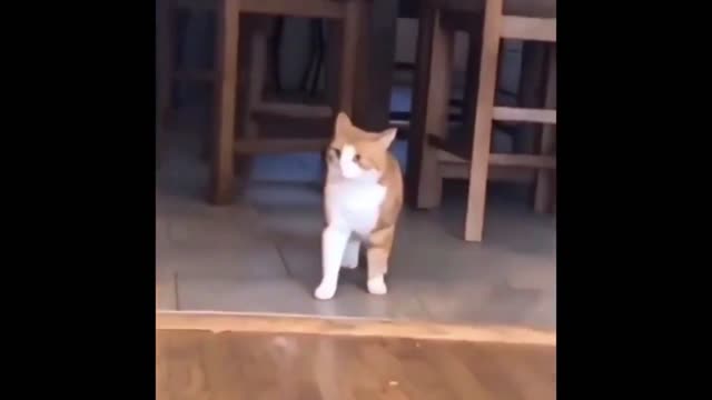 The cat would definitely have cynophobia after this one!
