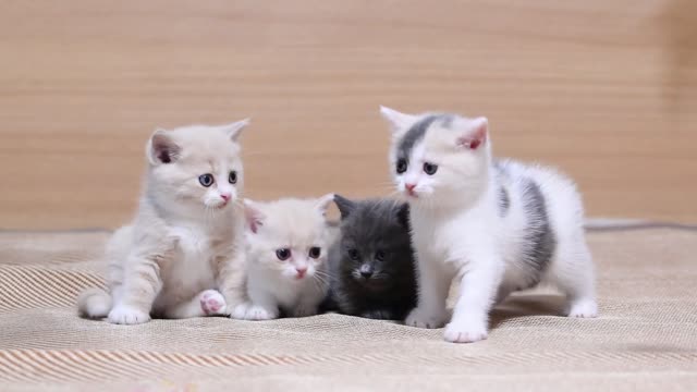 A group of happy little babies, can be happy