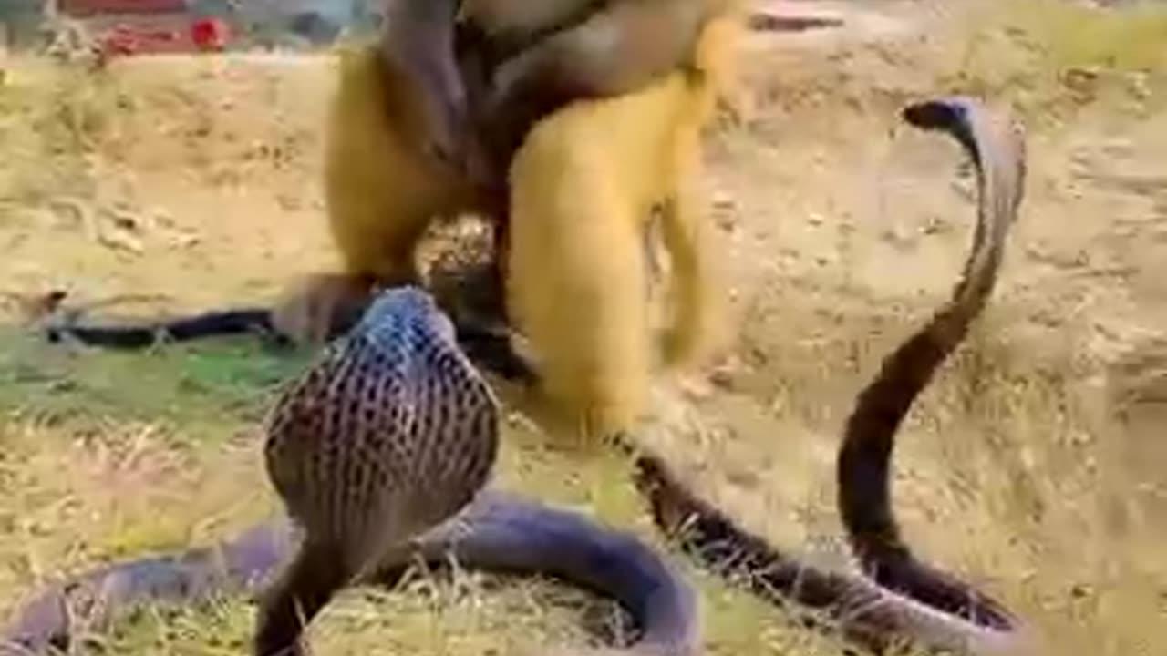 Three cobra snakes attack the man