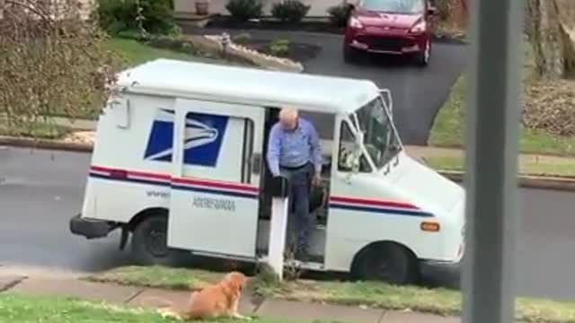 dog waiting for the mailman everyday 💙💜so cute