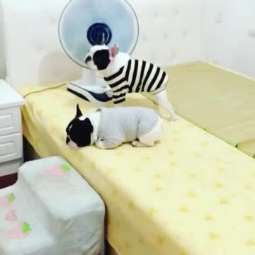 Hora de fz a caminha e espantar pernilongo com ventinho 😎😍😀😃😄😁🐶🐶 🛌 😴