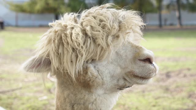 camel 101
