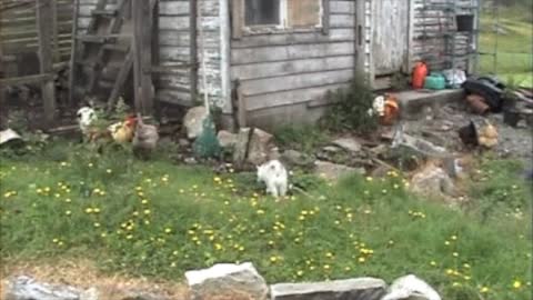 Alaskan Klee Kai chicken lessons