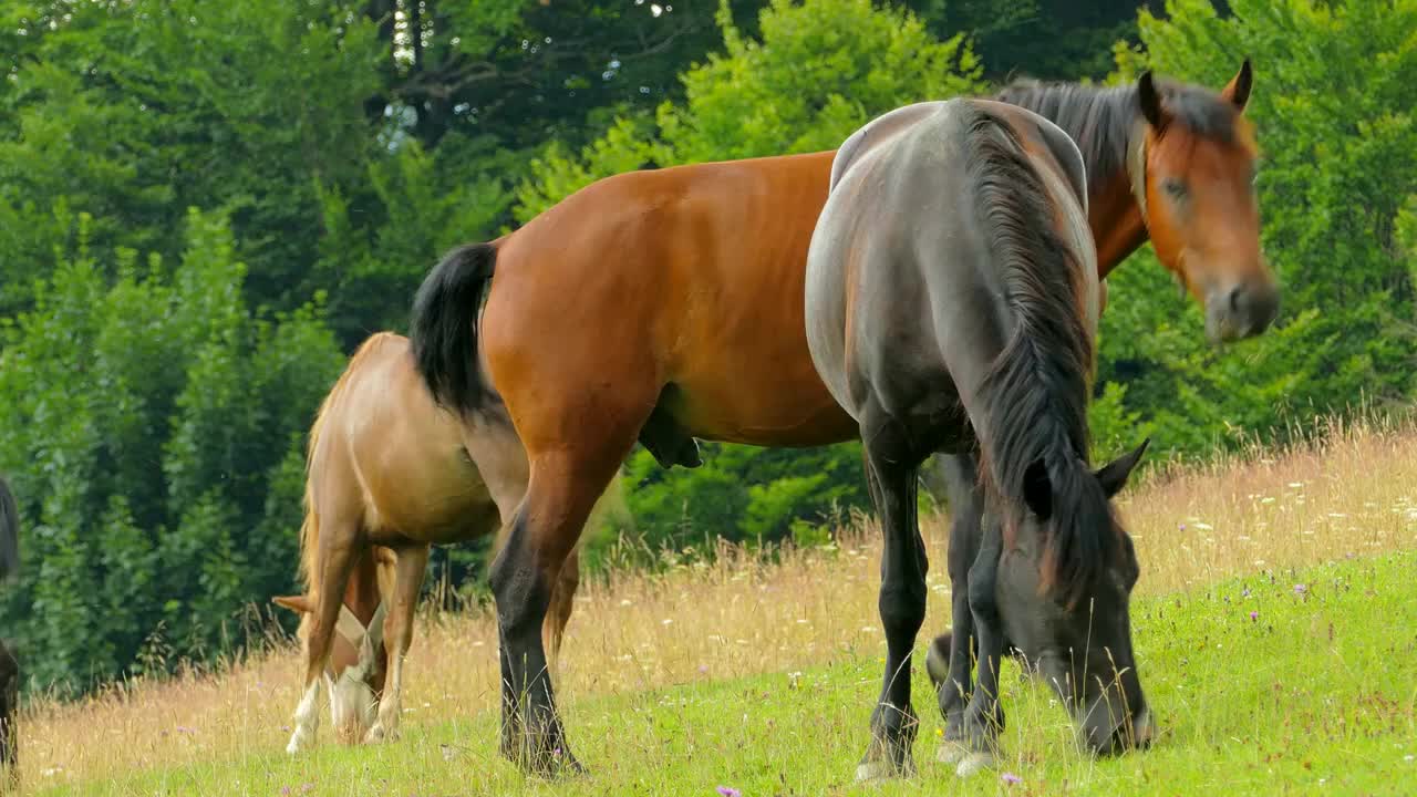 A herd of horses grazing on mountain pasture