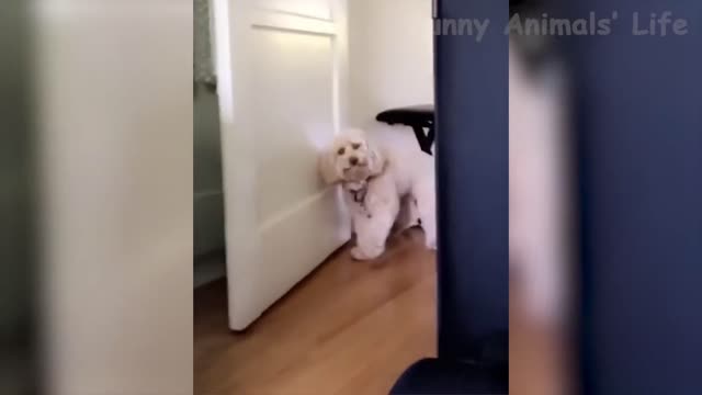 funny dancing white dog